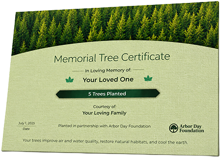 Plant Trees in Memory of Timothy Allen Henchen